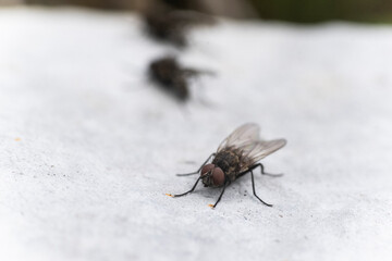 Mosca