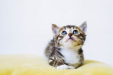 Portrait d'un adorable chaton tigré aux yeux bleus - Isolé sur un fond blanc