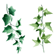 Climbing plant liana, ivy watercolor set. Template for decorating designs and illustrations.
