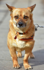 little ginger dog half-breed on a leash