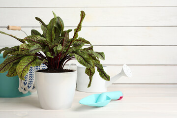 Potted sorrel plant and gardening tools on white wooden table. Space for text