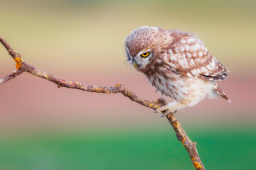 Little owl. Colorful nature background. Athene noctua.  