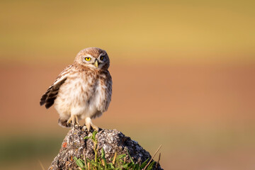 Little owl. Colorful nature background. Athene noctua.  