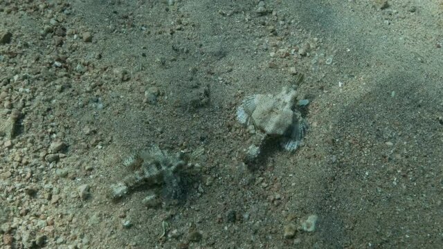 Pair of Seamoth move slowly one after another on the sandy bottom in sun rays (mating season). Pegasus, Little Dragonfish or Common Seamoth (Eurypegasus draconis), Slow motion
