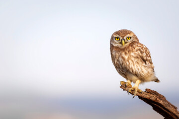 Little owl. Colorful nature background. Athene noctua.  