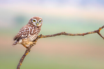 Little owl. Colorful nature background. Athene noctua.  