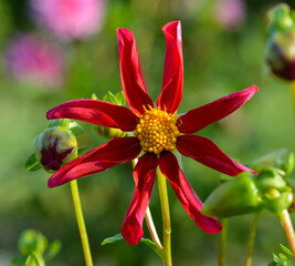 Dahlia