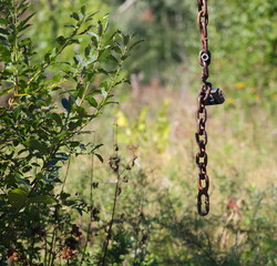 A heavy metal chain hanging in the forest