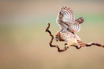 Little owl. Colorful nature background. Athene noctua.  