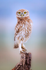 Owl. Colorful nature background. Bird: Little owl. Athene noctua.  