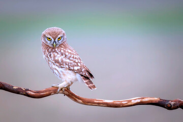 Owl. Colorful nature background. Bird: Little owl. Athene noctua.  