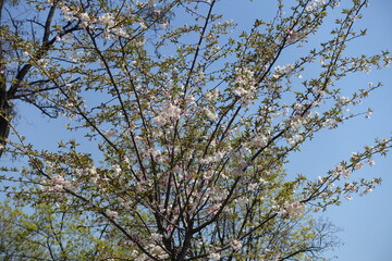 Thin branches of blossoming sakura tree against blue sky in April