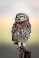 Owl. Colorful nature background. Bird: Little owl. Athene noctua.  