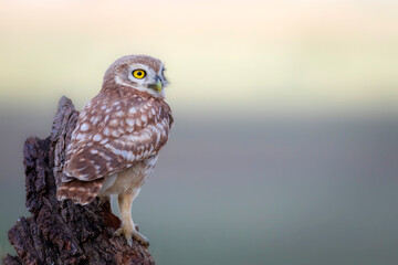 Owl. Colorful nature background. Bird: Little owl. Athene noctua.  
