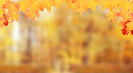 Naklejka na ściany i meble Yellow-orange maple leaves frame of autumn nature background