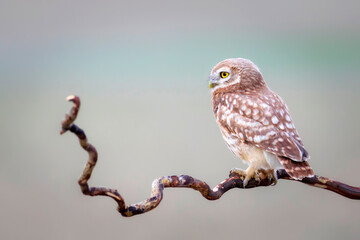Owl. Colorful nature background. Bird: Little owl. Athene noctua.  
