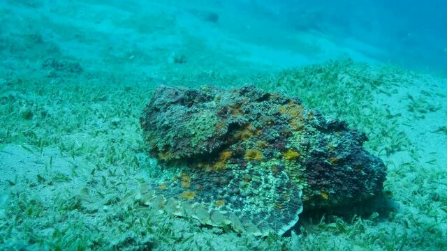 Close-up of the Stonefish lies on sandy bottom covered with green seagrass. Reef Stonefish (Synanceia verrucosa), Slow motion
