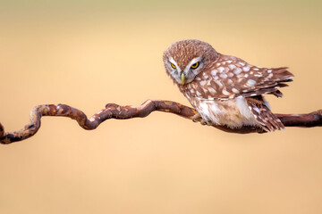 Little owl. Colorful nature background. Athene noctua.  