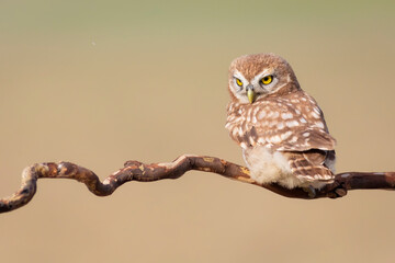 Owl. Colorful nature background. Bird: Little owl. Athene noctua.  