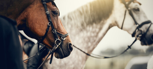 Portrait sports stallions in the bridle after the competition. Equestrian sport.