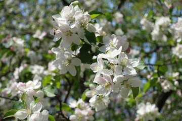 Apple blossom and fresh leaves in mid April