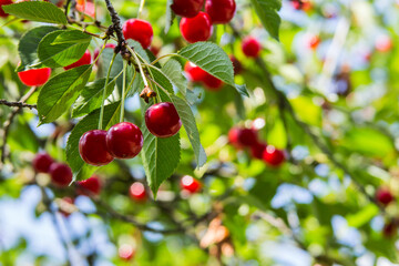 Ripe cherries on a branch in the garden in summer 