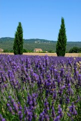 lavanda provenza viola campi fields lavender violet provence