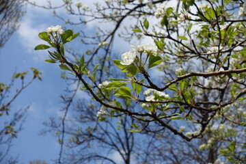 Blue sky and apple blossom in April