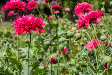 Obraz na płótnie Canvas Beautiful red poppies in the summer garden 