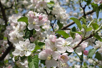 Close view of pinkish white flowers of apple tree in mid April