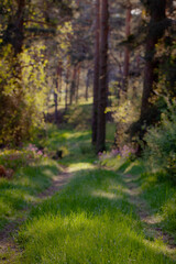 path in the forest