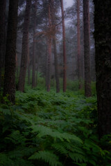 morning in the forest