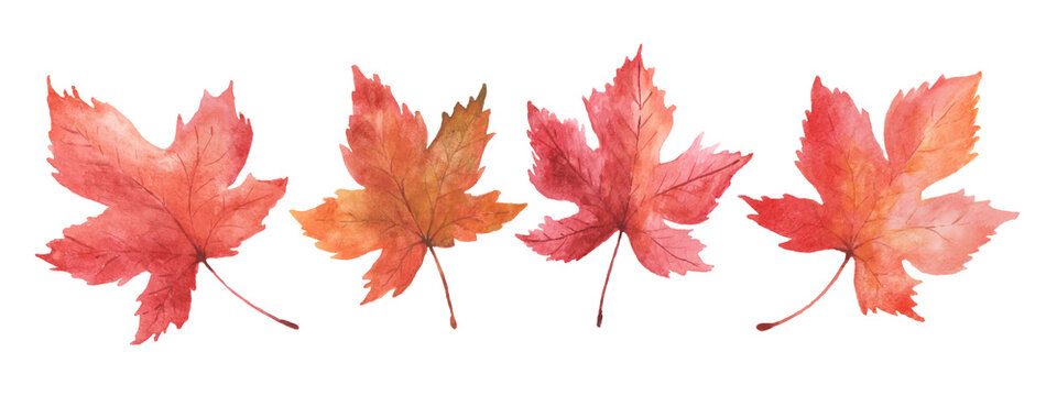 Set of watercolor autumn maple leaves