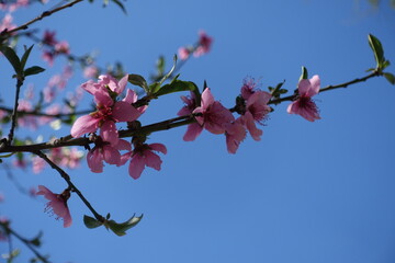 Thin branch of peach tree with pink flowers against blue sky in April