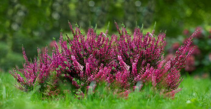 r&oacute;żowe wrzosy w ogrodzie 