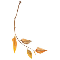 Naklejka premium Autumn watercolor decor, Autumn illustration, Fall decoration, Autumn leaves watercolor, Yellow leaves letter, Tree branch
