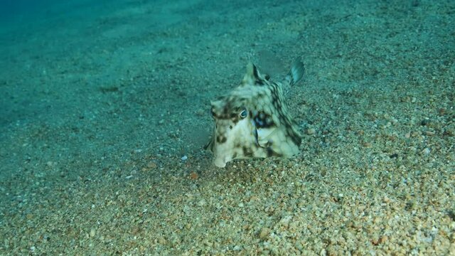 Close-up of Boxfish looking for food on the sandy bottom. Thornback Boxfish or Camel Cowfish (Tetrosomus gibbosus), Slow motion