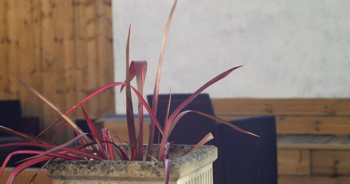 Close Up Of New Zealand Flax Plant In A Pot At The Garden. zoom-out