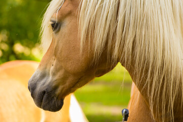 head of a brown horse with a white mane on a background of green nature © Paulina