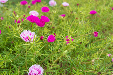Fototapeta premium Multi-colored flower background and Common Purslane flower