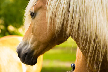 head of a brown horse with a white mane on a background of green nature © Paulina
