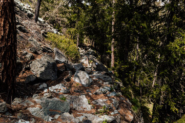 Hiking in the shade of the trees along the Ru Courtaud a wonderful route in Valle D'Aosta at the foot of monte rosa