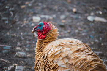 brown turkey head in the field