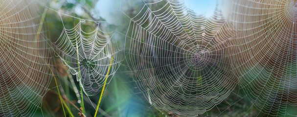 dew drop texture on spider mesh on green background
