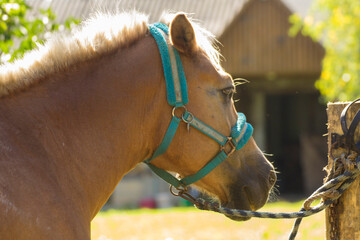 a brown horse with a white mane stands against the background of rural buildings © Paulina