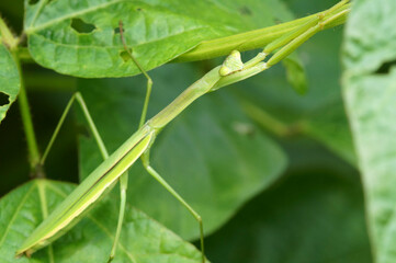 畑で見かけたカマキリ　9月