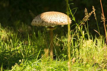 white large kite mushroom growing in green grass