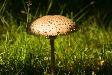 white large kite mushroom growing in green grass