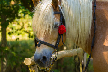 head of a brown horse with a white mane on a background of green nature © Paulina