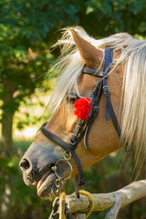 head of a brown horse with a white mane on a background of green nature © Paulina